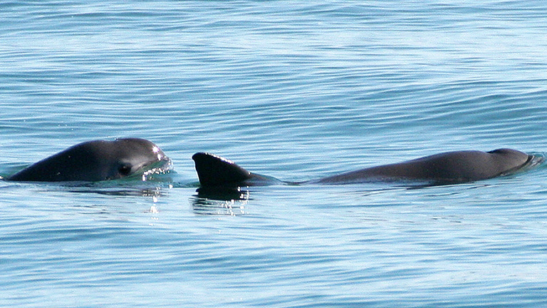 vaquita